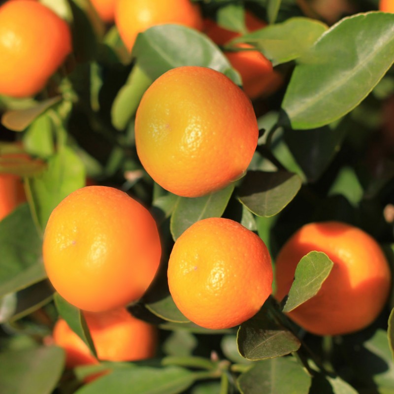 Kumquatier de Hong kong | Mon Orangerie