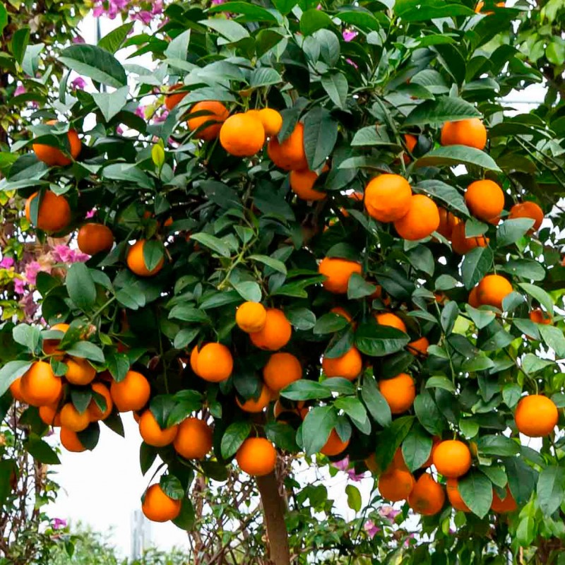 LIME ROUGE RANG PUR / Citrus limonia 'Osbeck'