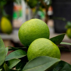 Citronnier vert | Lime de Tahiti