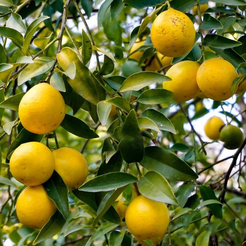 LIMEQUAT / Citrus aurantifolia x Fortunella