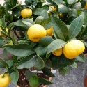 Lime douce de Rome / Citrus Limetta Pursha