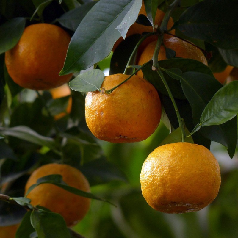 Oranger amer | Bigaradier Citrus Aurantium | Mon Orangerie