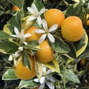 Calamondin panaché fruits, fleurs et feuillage