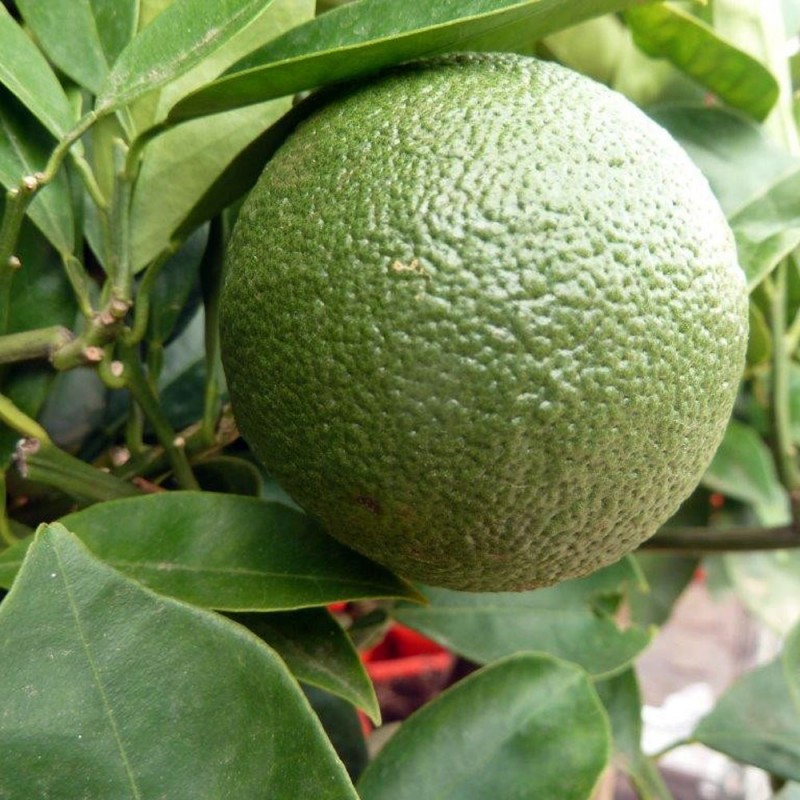 Oranger bio | Mon Orangerie