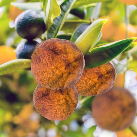 CLEMENTINIER SANGUINE / Citrus clementina 'Sanguinelli'