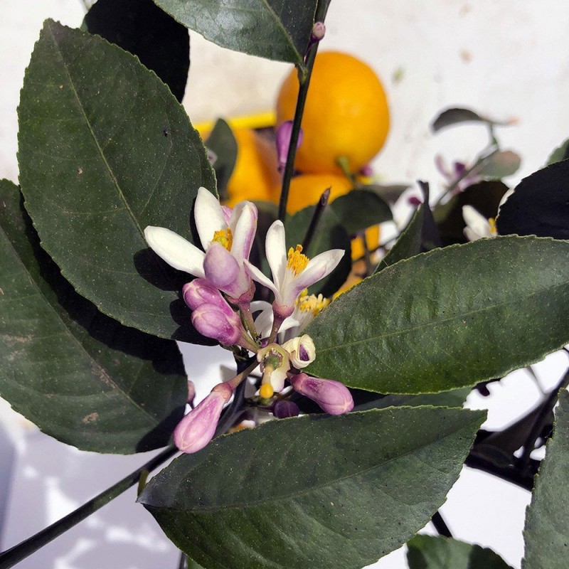 Citronnier Meyer fleurs et fruits