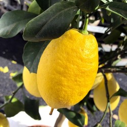 Citronnier des 4 saisons - Citrus - Hauteur 60/80cm - en pot de 5