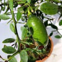 Citron caviar Faustrime fruit sur plante