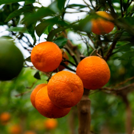 CLEMENTINIER / Citrus clementina