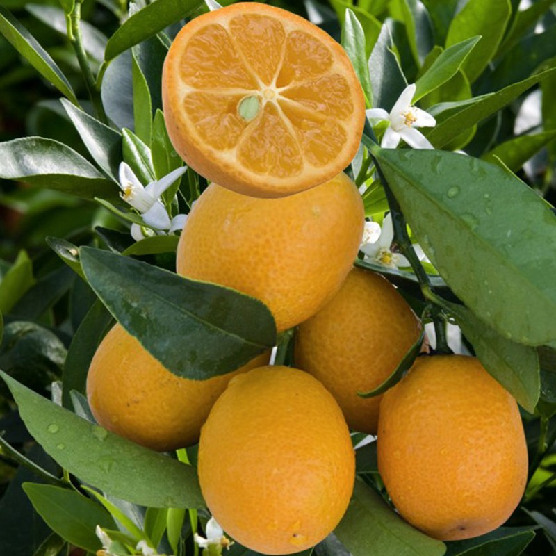 KUMQUATINE / Fortunella x Citrus clementina