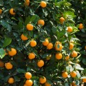 KUMQUAT ROND / Fortunella japonica