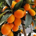 KUMQUAT OVALE / Fortunella magarita