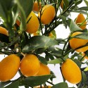 KUMQUAT DE HONG KONG / Citrus hindsii hindsii fruits sur arbre