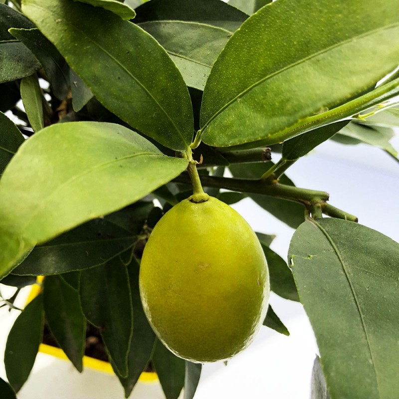 LIMEQUAT / Citrus aurantifolia x Fortunella