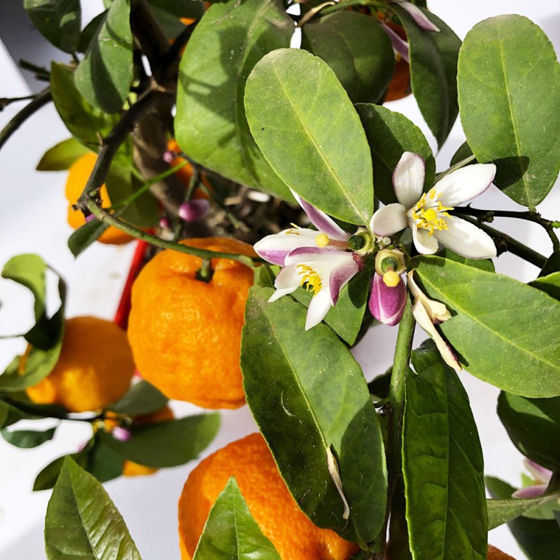 LIME ROUGE RANG PUR / Citrus limonia 'Osbeck'