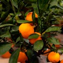 MANDARINIER SATSUMA / Citrus unshiu