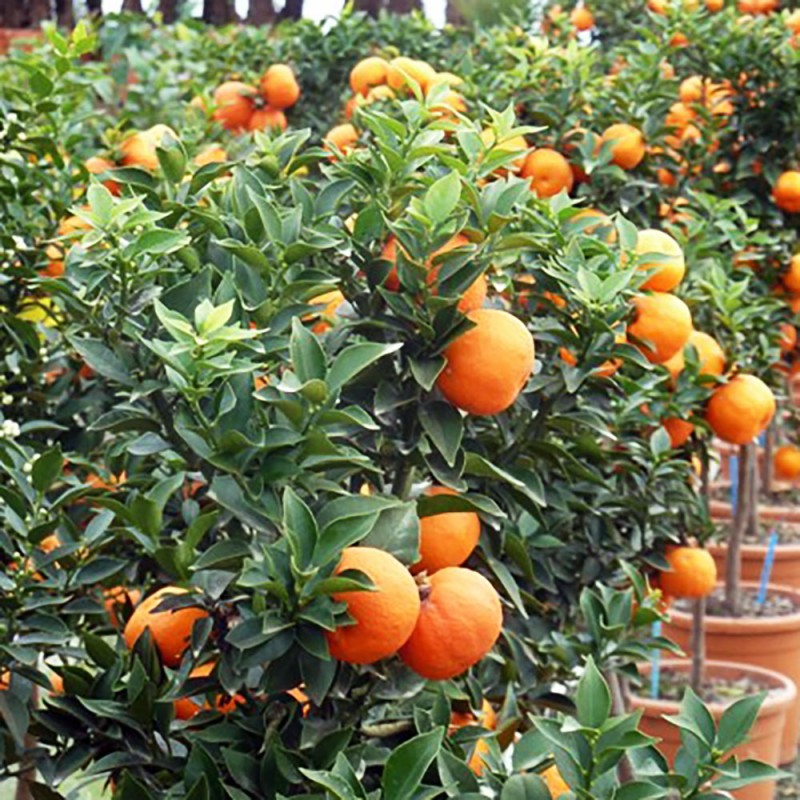 MANDARINIER CHINOIS / Citrus myrtifolia