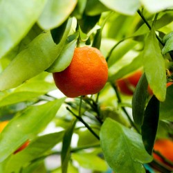 Mandarinier bio