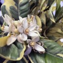 ORANGER PANACHE / Citrus sinensis variegata feuillage et fleurss