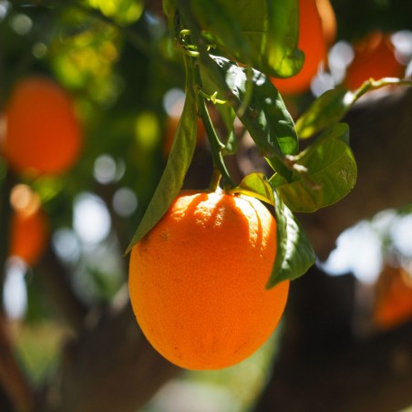 ORANGER CALABRAISE / Citrus sinensis 'Calabrese'