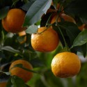 ORANGER AMER /BIGARADIER / Citrus aurantium