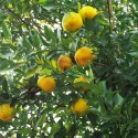 BERGAMOTIER  / Citrus bergamia