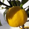 POMELOS JAUNE / Citrus paradisi fruit sur arbre