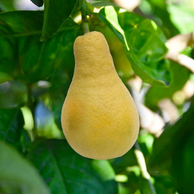 POIRE DU COMMANDEUR / Citrus Lymia