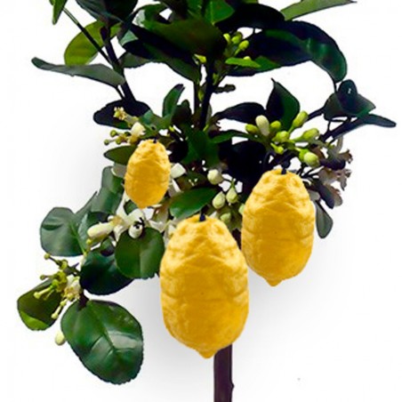 CEDRAT ETHROG/ Citrus medica