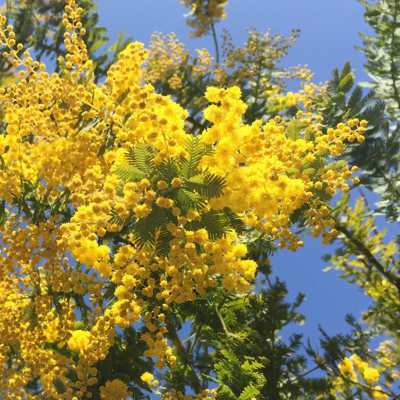 Mimosa Gaulois | Mon Orangerie