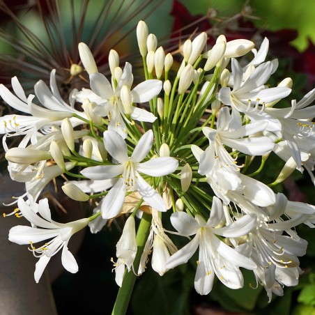 Agapanthus 'alba'