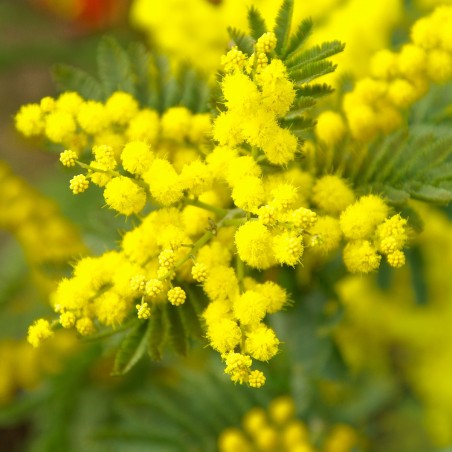 Acacia dealbata 'Gaulois'