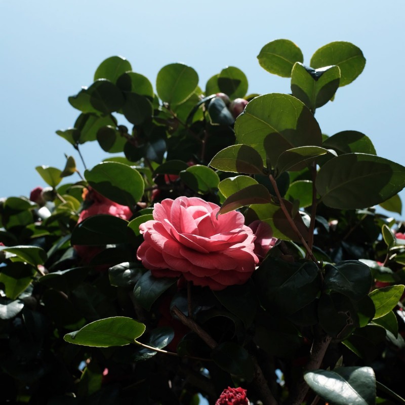 Camelia japonica