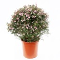 Leptospermum scoparium