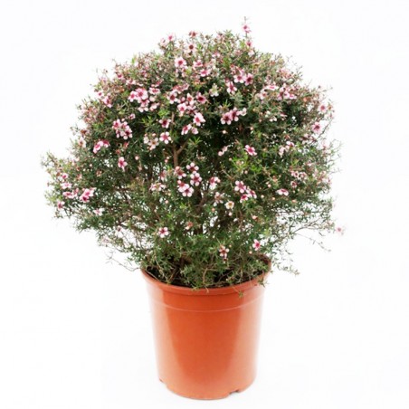 Leptospermum scoparium