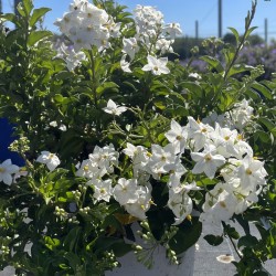 Morelle fleurs blanches | Solanum Jasminoide