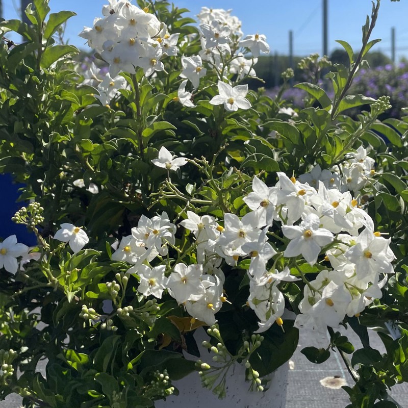 Morelle fleurs blanches | Solanum Jasminoide | Mon Orangerie