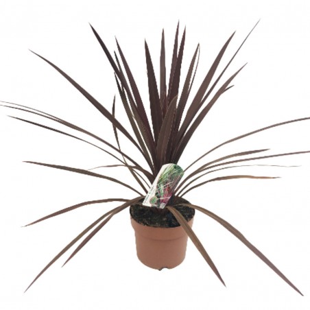 Cordyline pourpre 'red star'