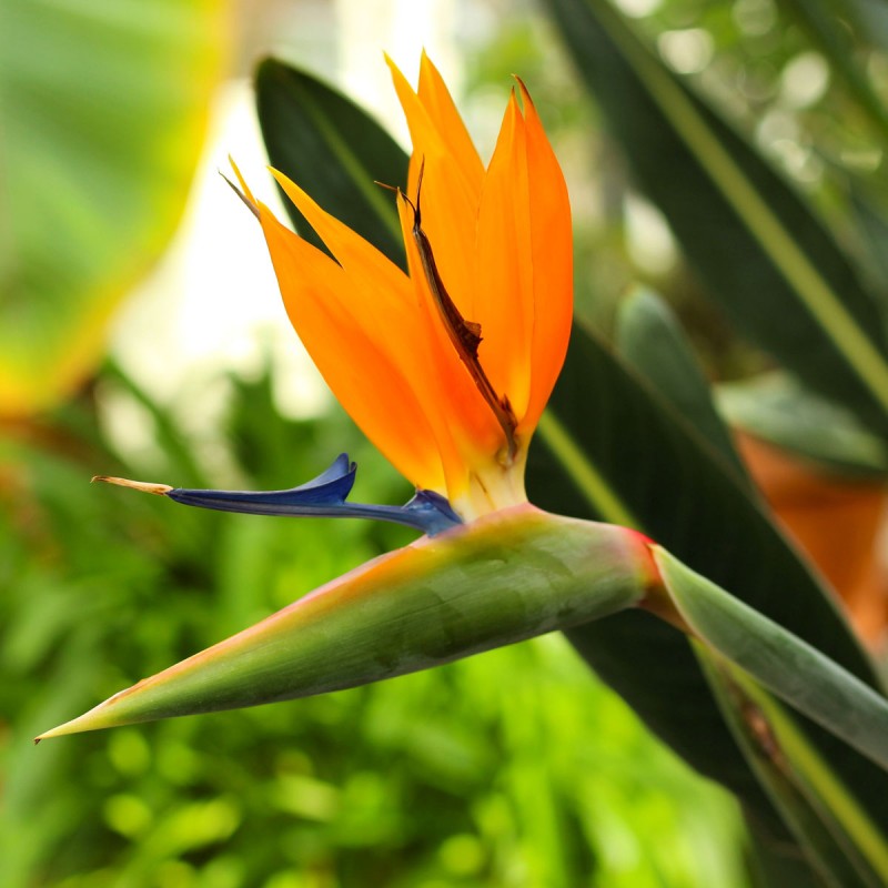 Oiseaux du Paradis | Strelizia | Mon Orangerie