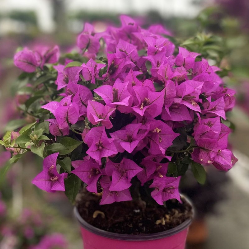 Bougainvillea 'Sanderiana Alexandra'