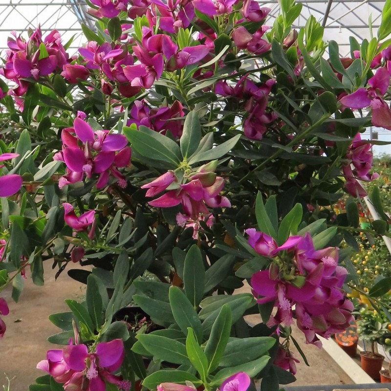 Polygala myrtifolia