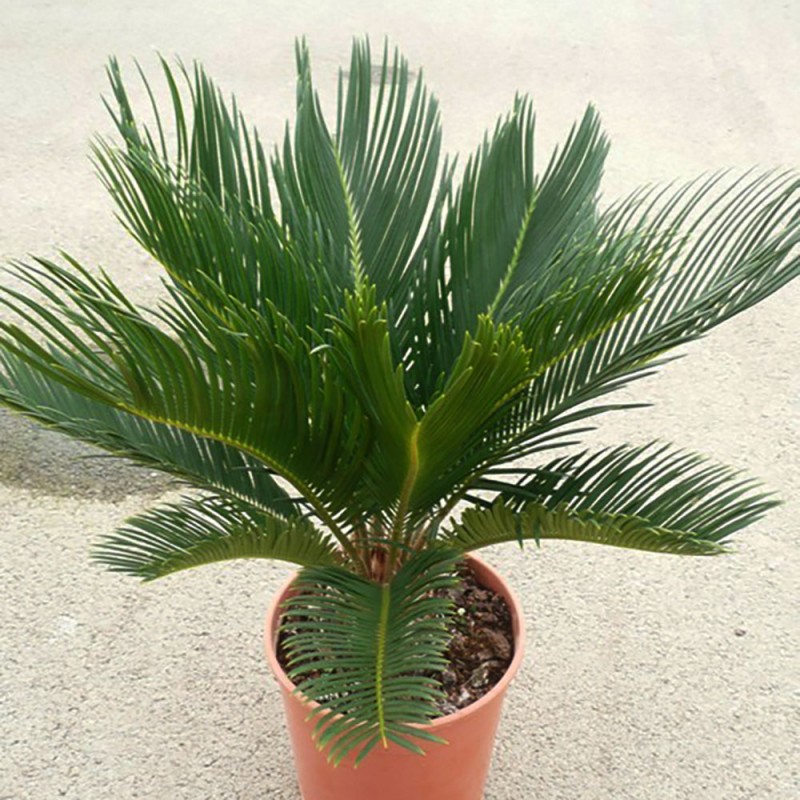 Cycas du Japon | Cycas revoluta | Mon Orangerie