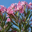 Nerium oleander