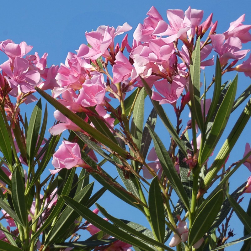 Nerium oleander