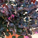 Loropetalum chinense 'Black Pearl'