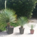 YUCCA rostrata