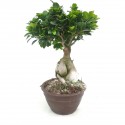 Ficus ginseng