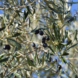 Olivier de Toscane / olives noires bio