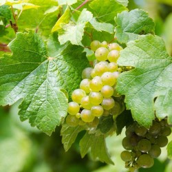 Vigne 'Catarratto' | raisins blancs bio