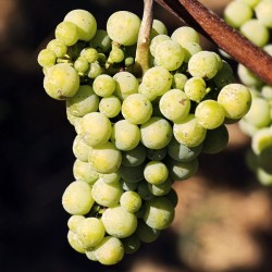 Vigne 'Régina' / raisins blancs bio